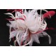 Coiffe mariée Cléa en plume écru et rouge Chapeau mariée Nyls Création